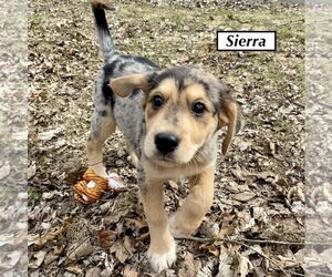 Great Pyrenees-Unknown Mix Dogs for adoption in GILBERTS, IL, USA