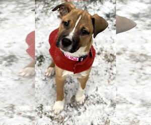 Mutt Dogs for adoption in Shelburne, VT, USA