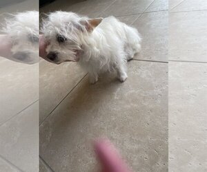 Small Maltese Mix