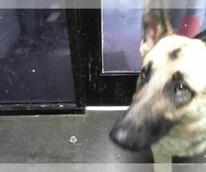 German Shepherd Dog Dogs for adoption in Tulsa, OK, USA