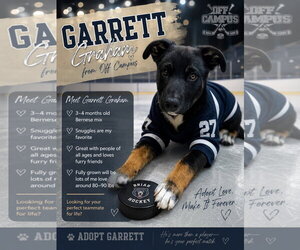 Mutt Dogs for adoption in Sandy, UT, USA