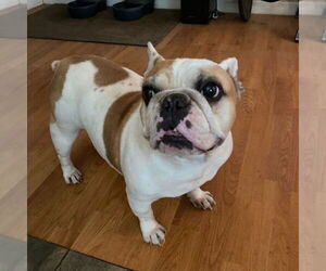 French Bulldog-Unknown Mix Dogs for adoption in Chico, CA, USA