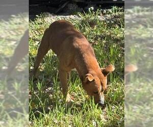 American Pit Bull Terrier-Unknown Mix Dogs for adoption in Houston, TX, USA