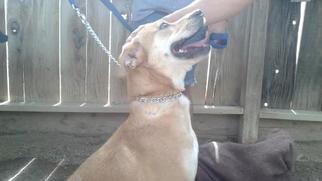 American Bulldog Dogs for adoption in Belleville, IL, USA