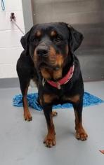 Rottweiler Dogs for adoption in Mission, KS, USA