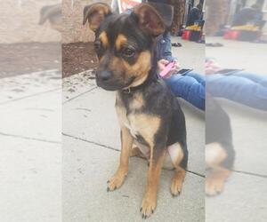 Puggle Dogs for adoption in Fredericksburg, VA, USA