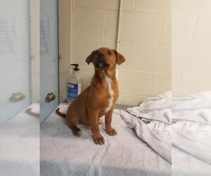 Australian Shepherd Dogs for adoption in Albemarle, NC, USA