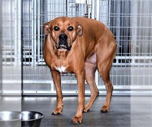 Boxer Dogs for adoption in San Jacinto, CA, USA