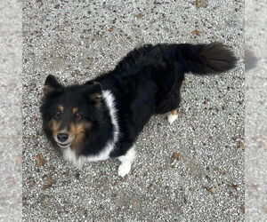 Mutt Dogs for adoption in Dublin, OH, USA
