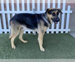 German Shepherd Dog Dogs for adoption in Modesto, CA, USA