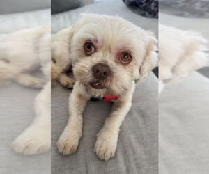 Shih Tzu-Unknown Mix Dogs for adoption in San Diego, CA, USA