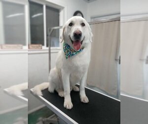 Great Pyrenees-Unknown Mix Dogs for adoption in Salina, UT, USA