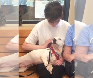 Bully Basset Dogs for adoption in Fredericksburg, VA, USA