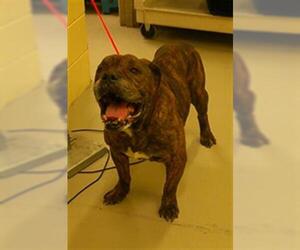 Mastiff Dogs for adoption in Sanford, FL, USA