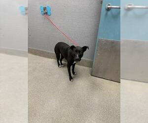 American Pit Bull Terrier-Border Collie Mix Dogs for adoption in Las Vegas, NV, USA