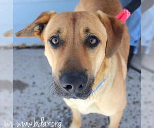 Black Mouth Cur-Retriever  Mix Dogs for adoption in Cheyenne, WY, USA
