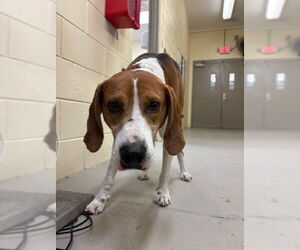 Mutt Dogs for adoption in Sanford, FL, USA