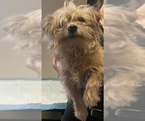 Mutt Dogs for adoption in Redlands, CA, USA