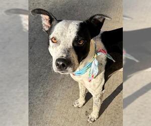 Mutt Dogs for adoption in Tulsa, OK, USA