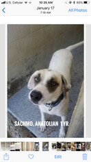 Anatolian Shepherd Dogs for adoption in Seminole, OK, USA