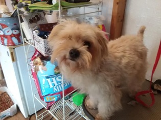Maltese-Unknown Mix Dogs for adoption in Scotts Hill, TN, USA