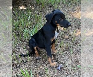 Doberman Pinscher Dogs for adoption in Mobile, AL, USA