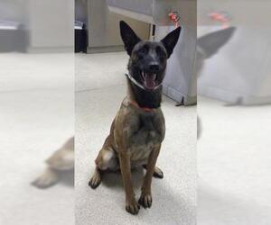 Mutt Dogs for adoption in Riverside, CA, USA