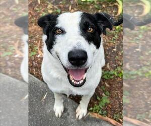 Border Collie-Unknown Mix Dogs for adoption in Woodland, CA, USA