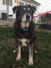 Alaskan Husky-Labrador Retriever Mix Dogs for adoption in Denton, MD, USA