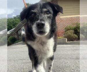 Border Collie Dogs for adoption in Rocky Mount, VA, USA