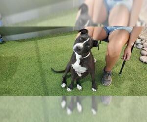 Free-Lance Bulldog Dogs for adoption in Chandler, AZ, USA