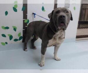 Mastiff Dogs for adoption in Pasadena, TX, USA