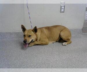 American Pit Bull Terrier-German Shepherd Dog Mix Dogs for adoption in Pasadena, TX, USA