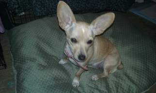 Chihuahua Dogs for adoption in Decatur, AL, USA
