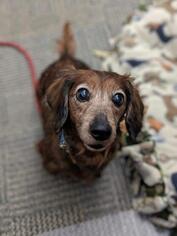 Dachshund Dogs for adoption in Gloversville, NY, USA