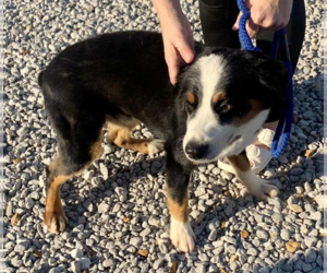 Australian Shepherd-Unknown Mix Dogs for adoption in Cranston, RI, USA