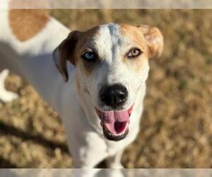 Mutt Dogs for adoption in Tulsa, OK, USA