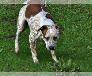Boston Cattle Dog Dogs for adoption in Woodland, CA, USA