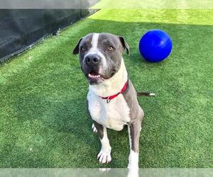 American Bulldog Dogs for adoption in Orange, CA, USA