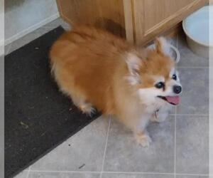 Pomeranian Dogs for adoption in Hedgesville, WV, USA