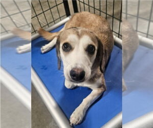 Beagle-Unknown Mix Dogs for adoption in Lakewood, CO, USA