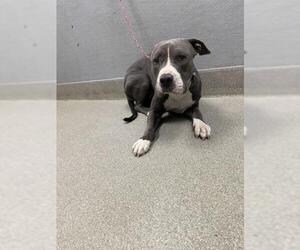 American Pit Bull Terrier-Unknown Mix Dogs for adoption in Las Vegas, NV, USA