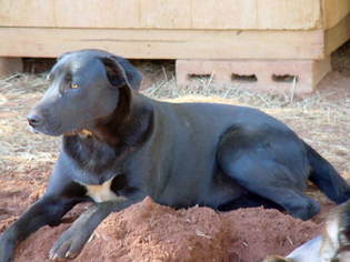 Bichon Frise Dogs for adoption in Oskaloosa, IA, USA