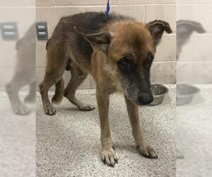 German Shepherd Dog-Unknown Mix Dogs for adoption in Conroe, TX, USA