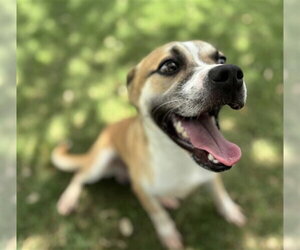 Beagle-Unknown Mix Dogs for adoption in Texas City, TX, USA