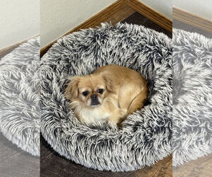 Pekingese Dogs for adoption in Sioux Falls, SD, USA