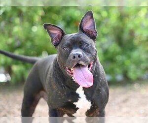 Bulloxer Dogs for adoption in Tavares, FL, USA