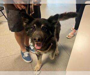German Shepherd Dog-Siberian Husky Mix Dogs for adoption in Rancho Cucamonga, CA, USA
