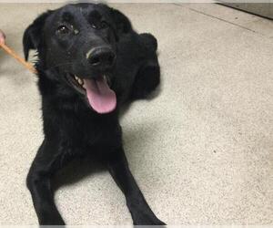 German Shepherd Dog-Unknown Mix Dogs for adoption in Riverside, CA, USA