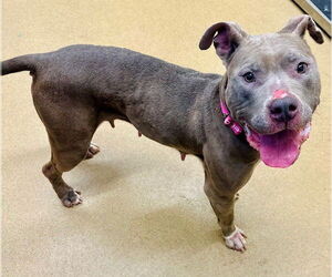 American Pit Bull Terrier Dogs for adoption in Derwood, MD, USA